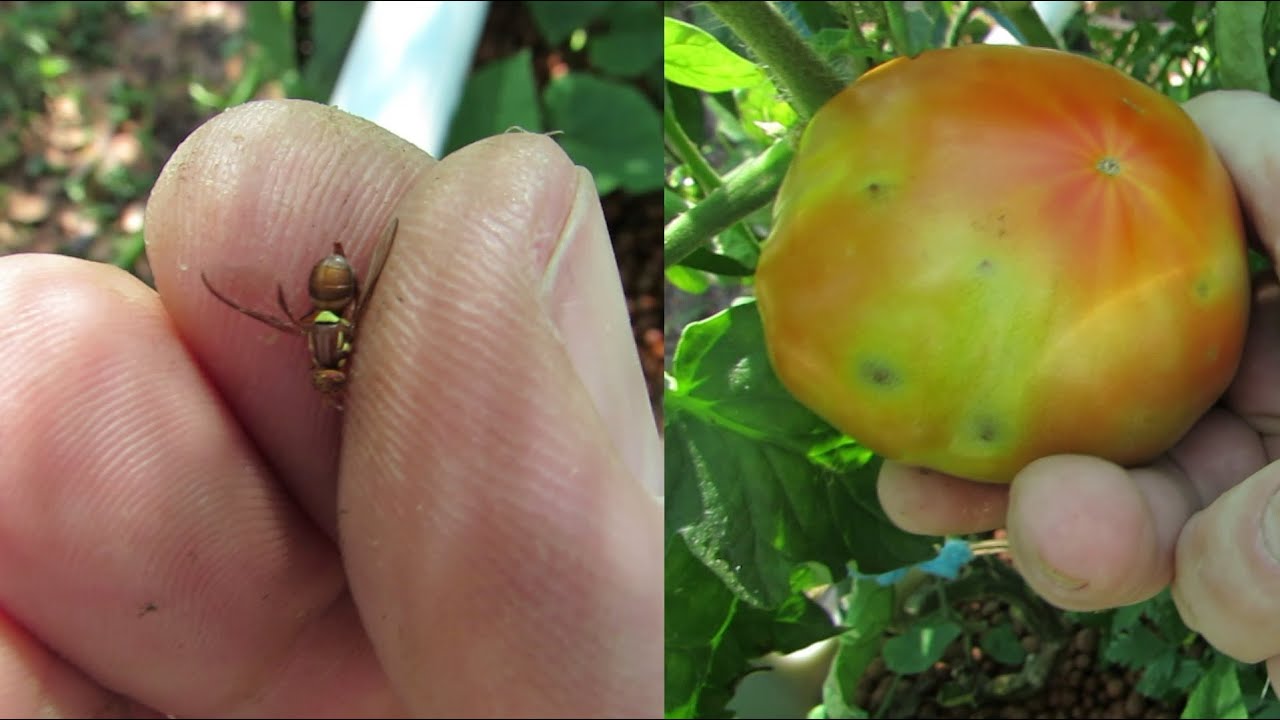 Fruit fly time again, bring out the netting folks..