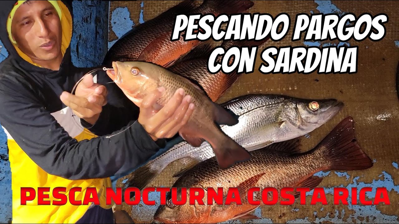 Miren los PARGOS que pescamos con CARNADA DE SARDINA