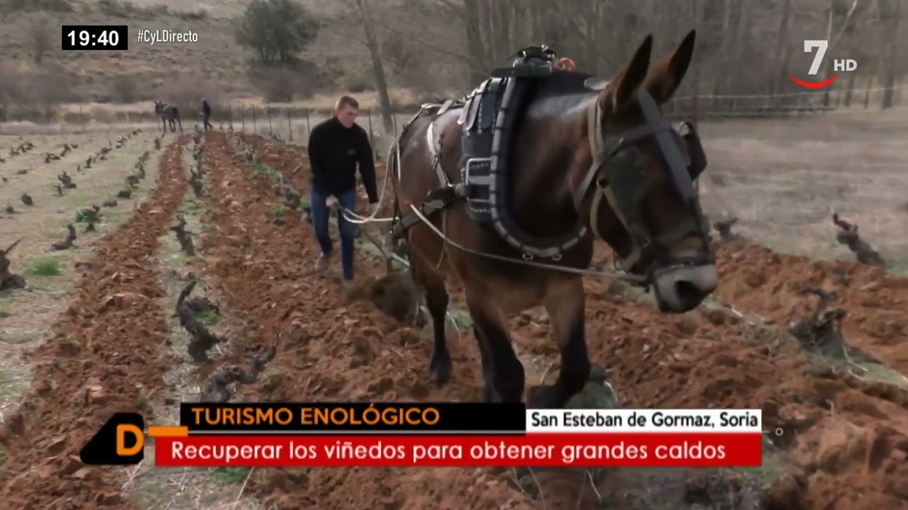 Recuperando viñas centenarias con un arado tradicional de mulas | Castilla y León directo