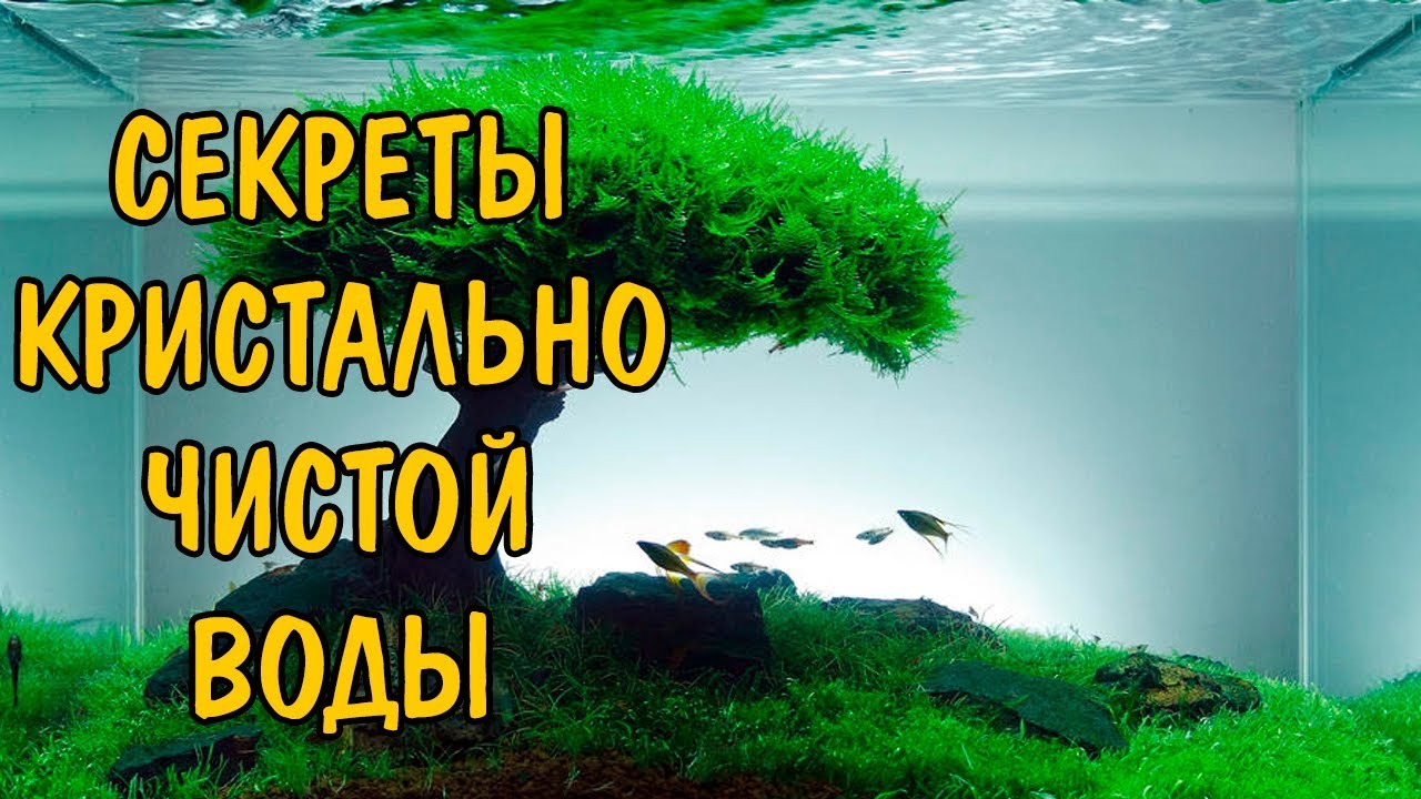 СЕКРЕТЫ КРИСТАЛЬНО ЧИСТОЙ ВОДЫ