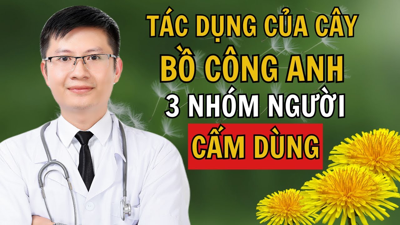Cây Bồ Công Anh Có Tác Dụng Gì? Ai Không Nên Dùng? Cách Phân Biệt Và Công Thức Chế Biến Chữa Bệnh