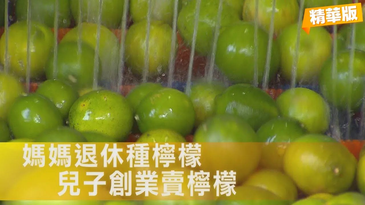 媽媽退休種有機檸檬 兒子創業幫媽媽賣檸檬∣一步一腳印【母子齊心檸檬園新機】20260125