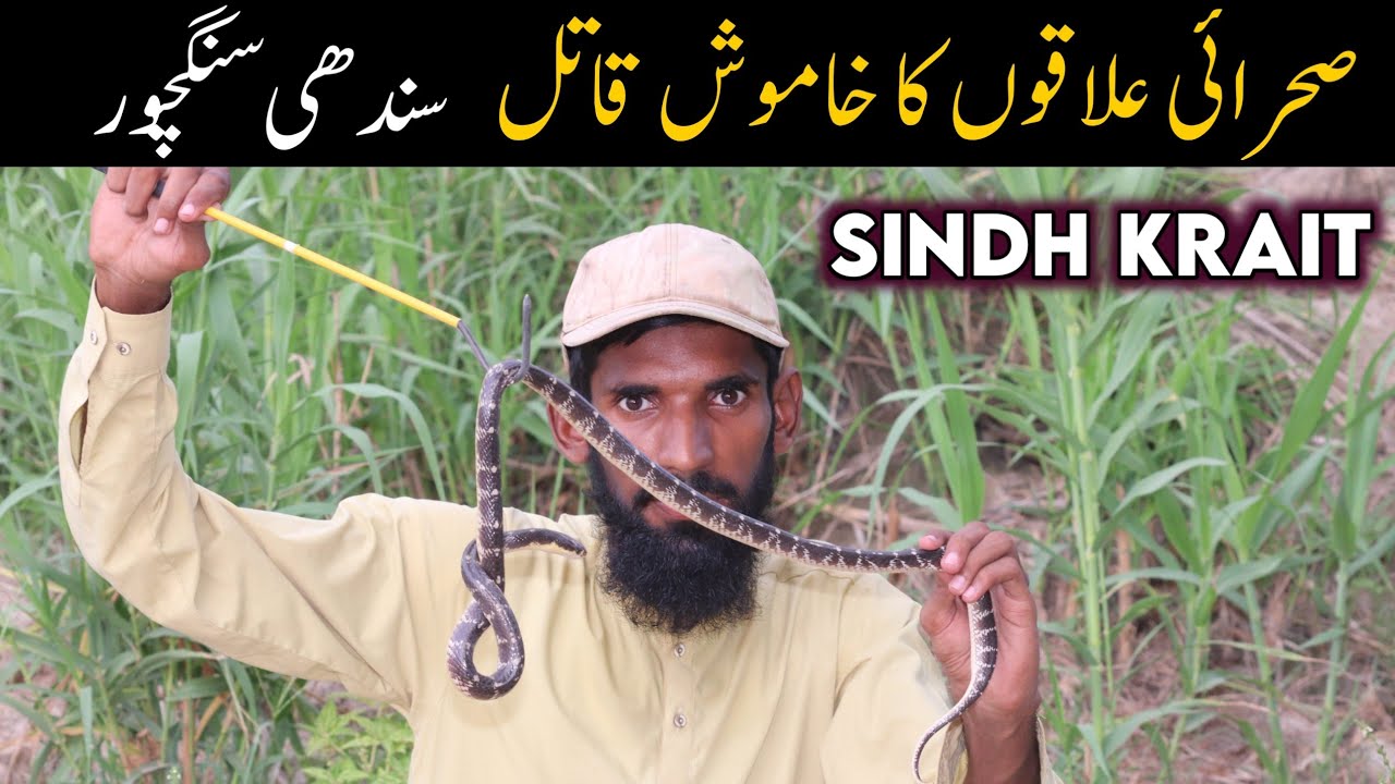 Sindh Krait Documentary - Snakes of Thal desert 