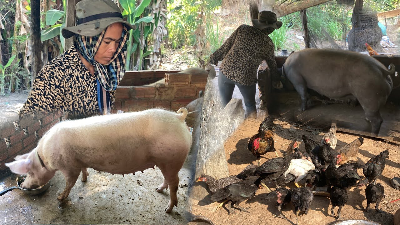 Raising Pigs and Chickens in a Small Farm | Simple Village Farm Life | Seyla Real Life