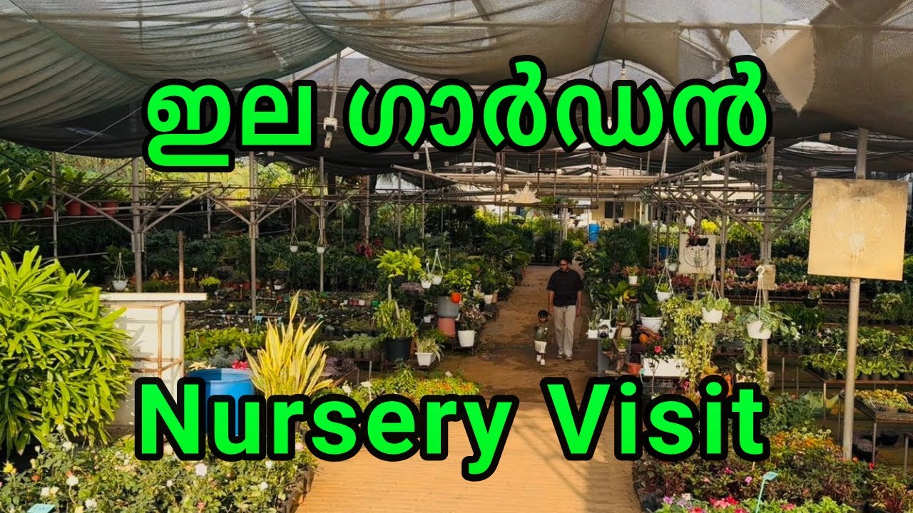 Питомник, где можно приобрести всевозможные растения | Ela Garden Calicut | Комнатные и садовые р...
