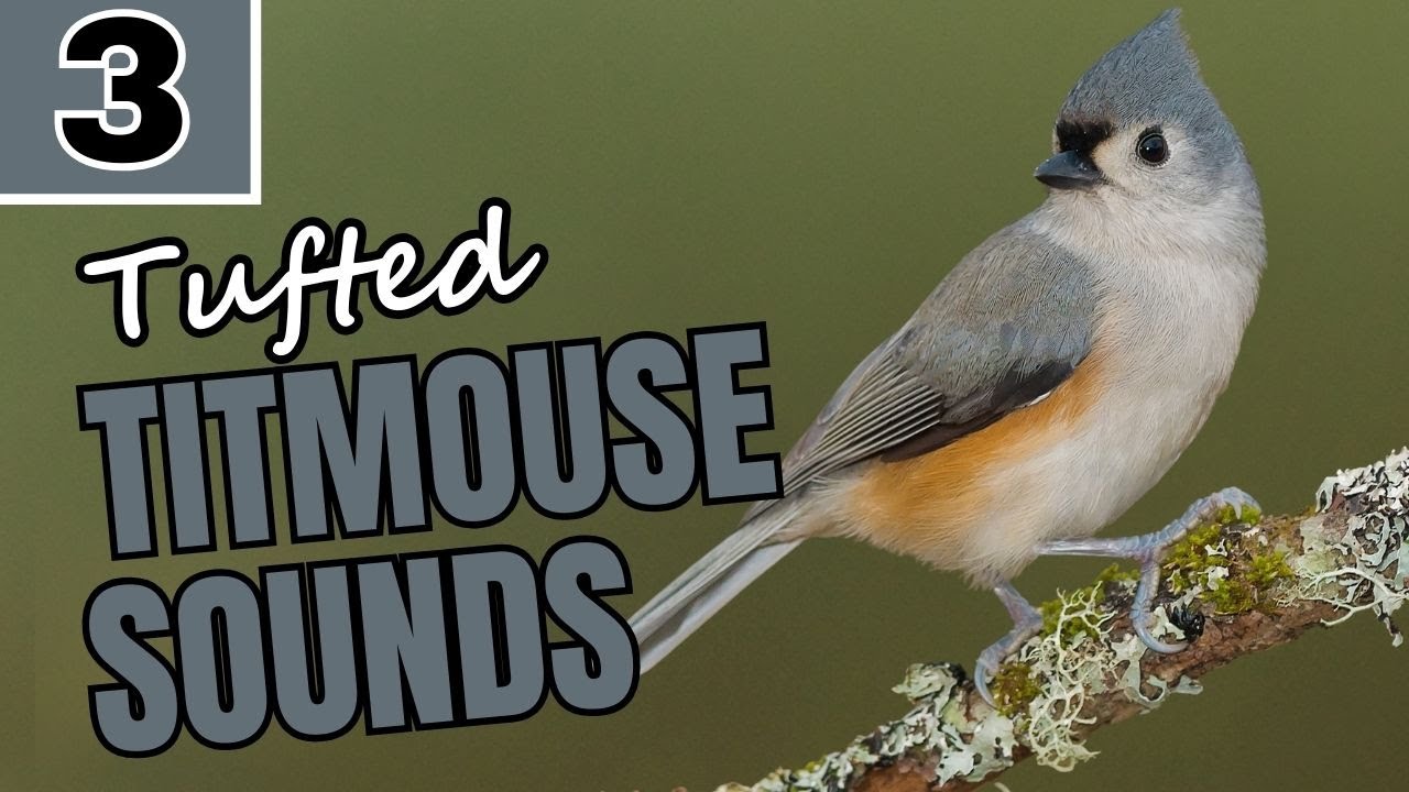 Tufted Titmouse Sounds and Calls (with Audio Examples)