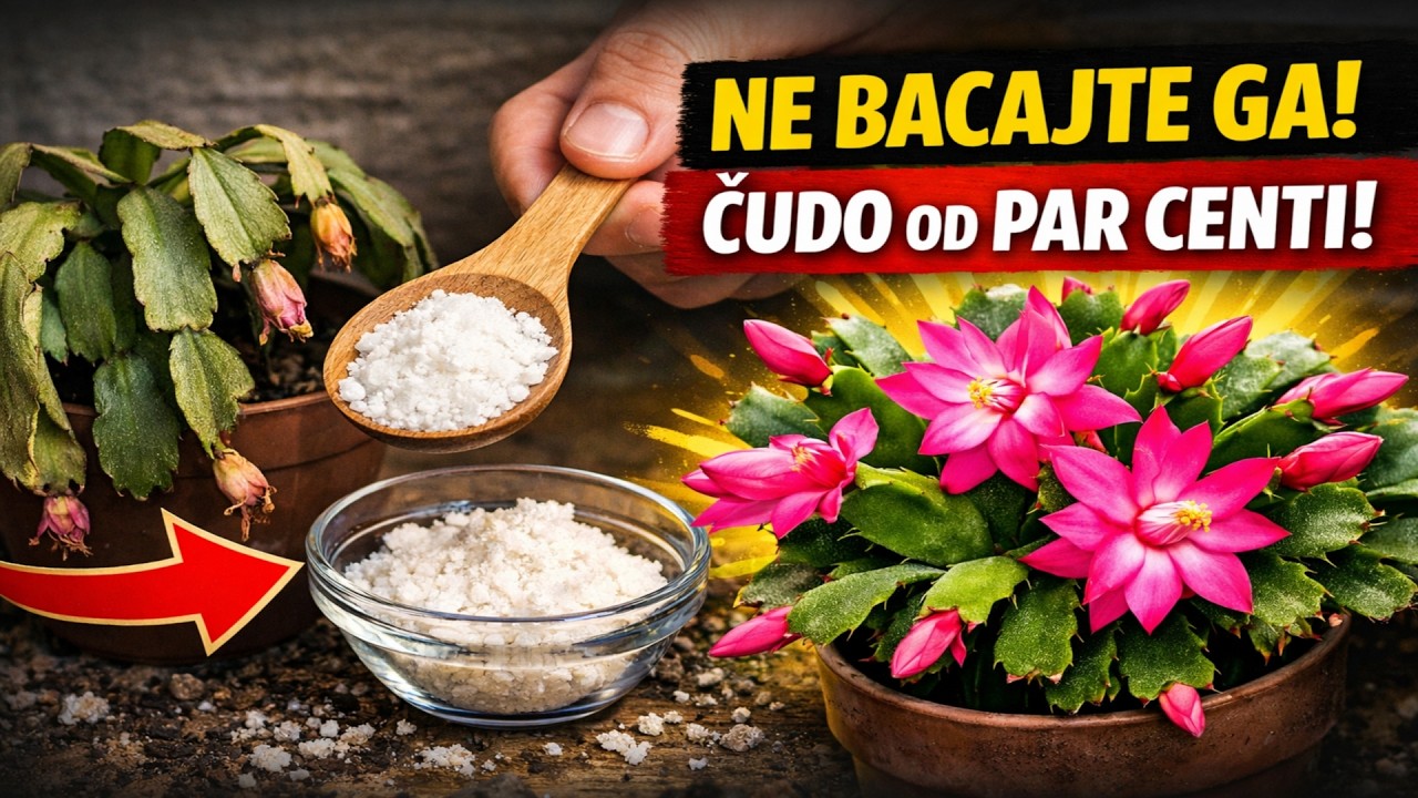NE BACAJTE GA! Ova prihrana od par centi natjerat će i UMIRUĆI božićni kaktus da procvjeta!