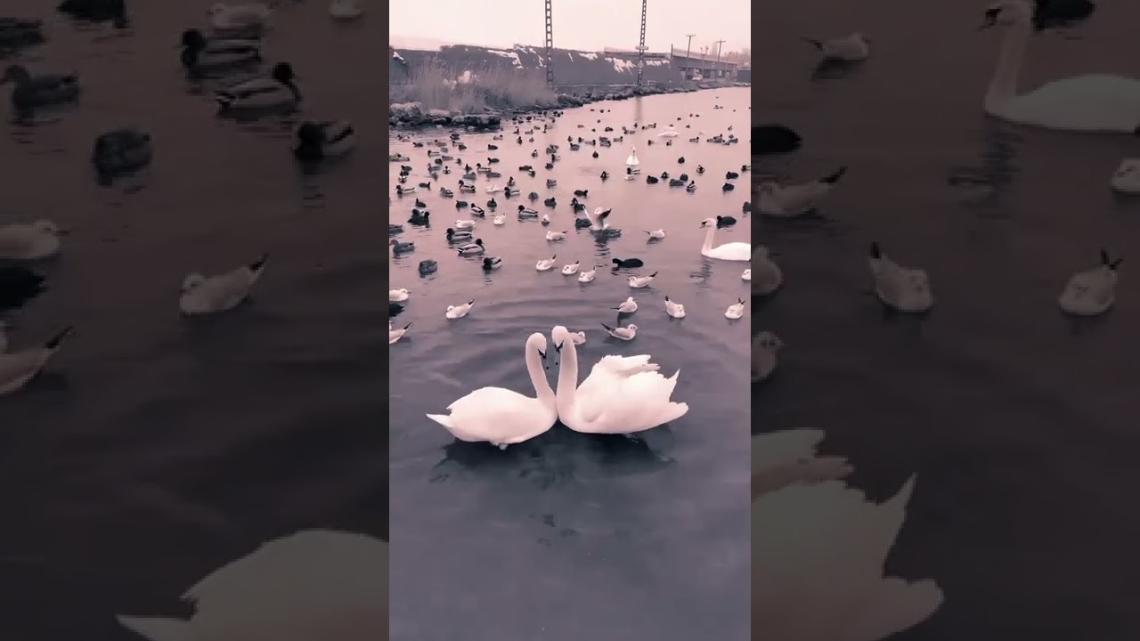 funny duck videos / Duck video / duck videos cute / cute baby duck videos /baby duck pictures viral