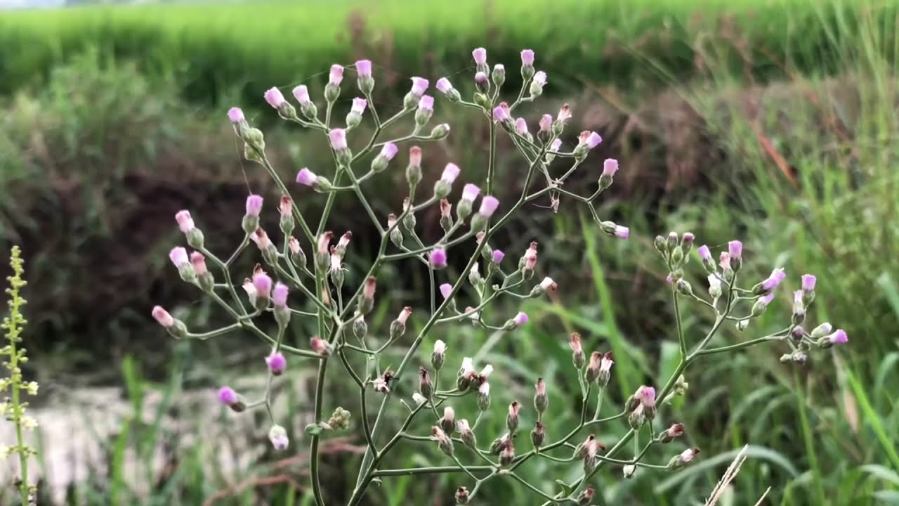 PURPLE FLEABANE used for TOBACCO ADDICTION. By Dr. Purna Sreeramaneni #drpurnasreeramaneni