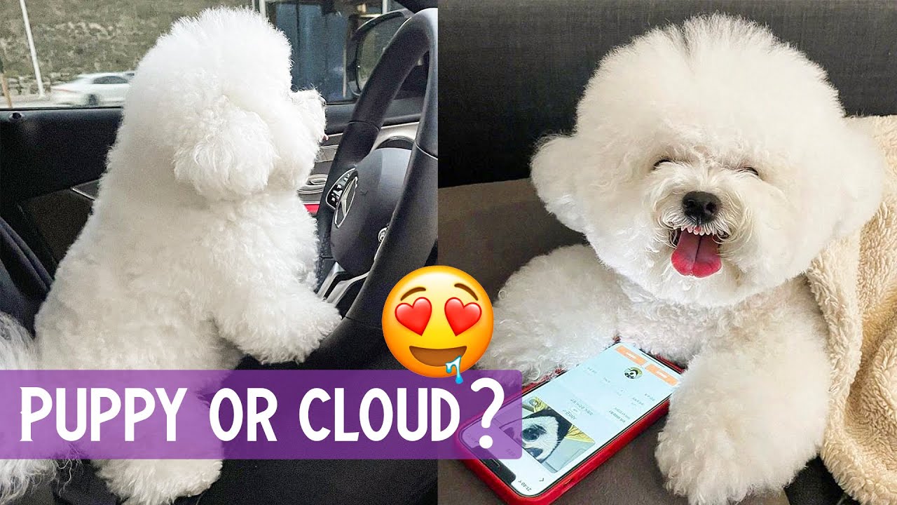 bichon frise puppy videos 🔴 cute and funny dogs