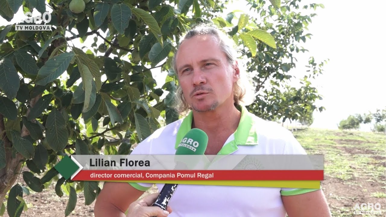 Afacere profitabilă [2022] - înființează o plantație performantă de nuci cu POMUL REGAL