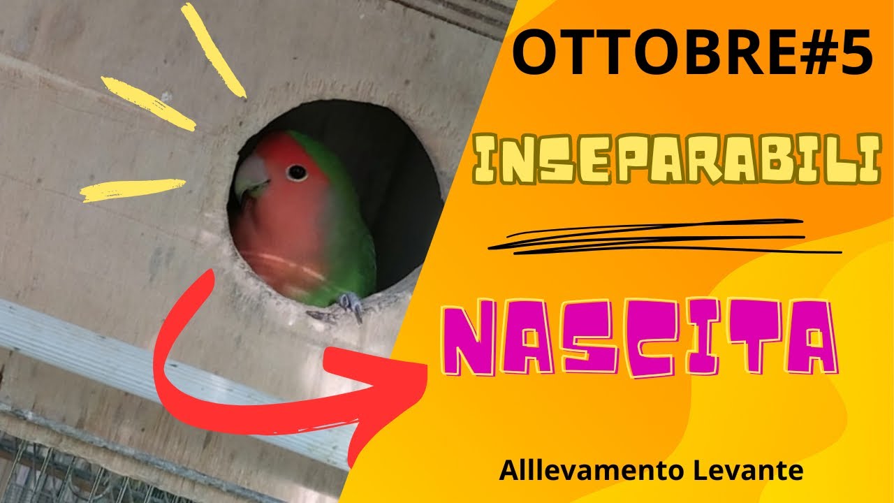 Pappagalli - Nascita Inseparabili - Ottobre#5