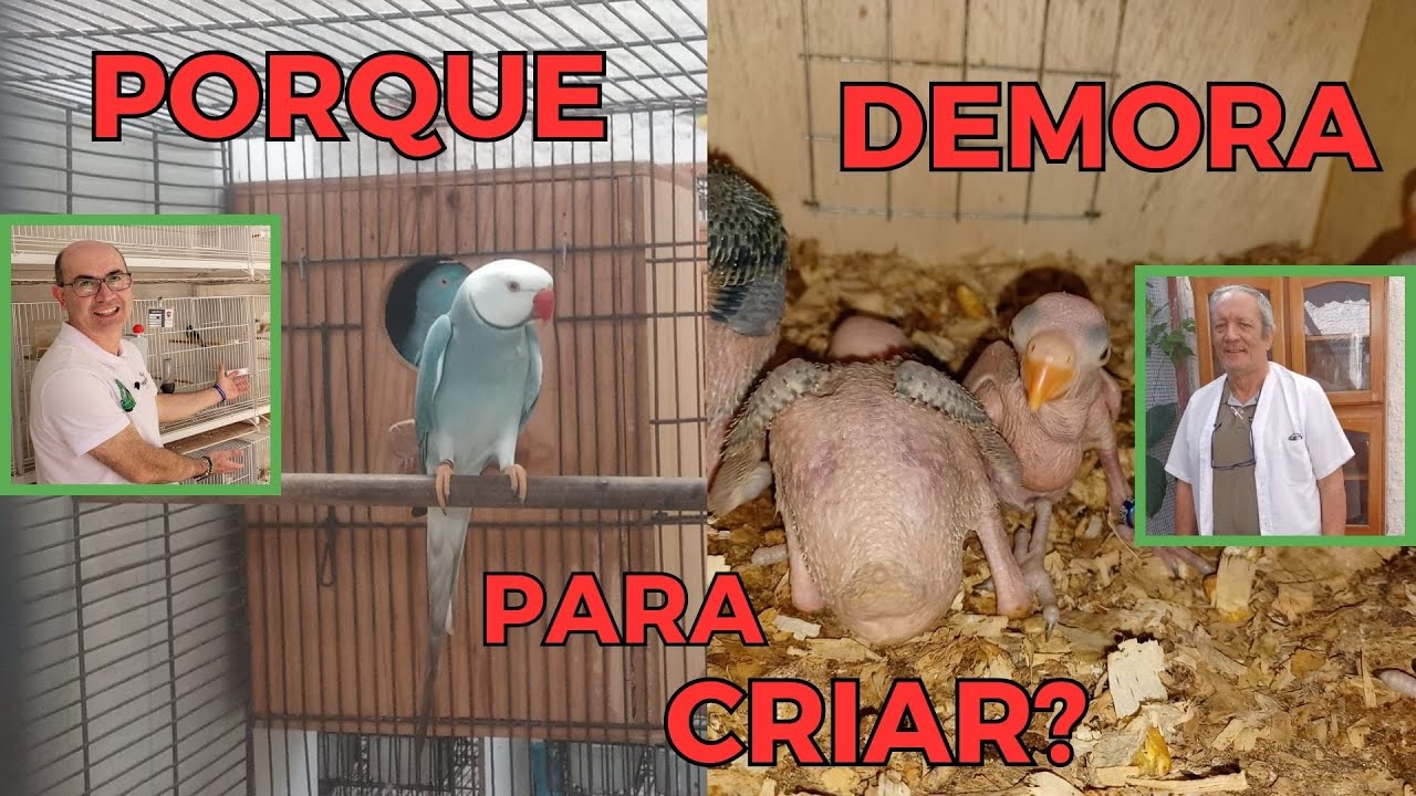 QUAL MOTIVO RING NECK DEMORA CRIAR?Cortes da Live.