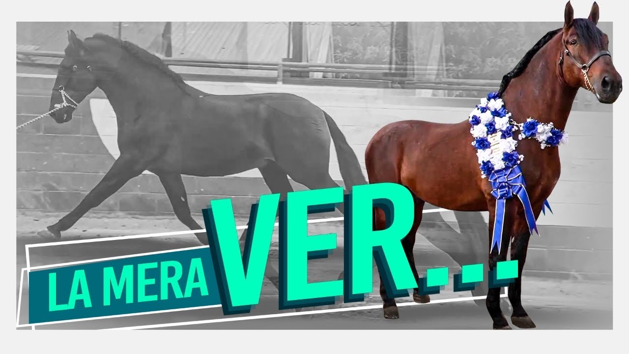 Chuy Liz&aacute;rraga - Caballo Atrevido Mango - El Vlog - Rancho Los Jim&eacute;nez