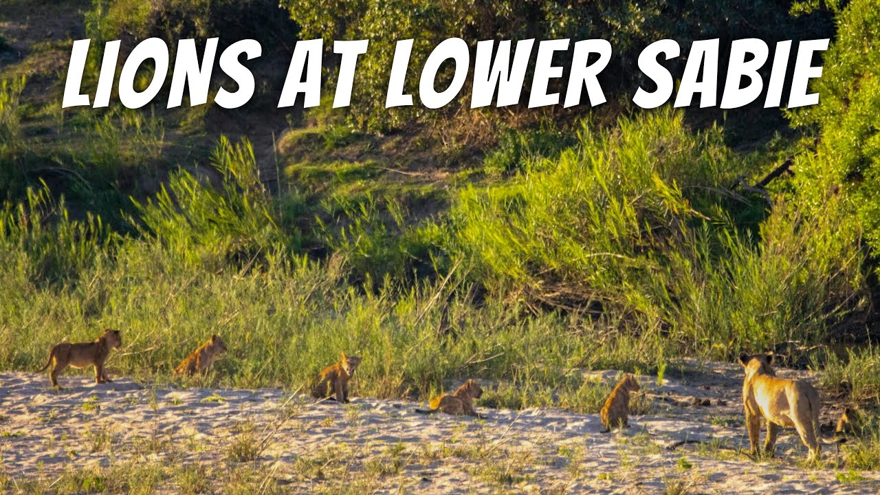 Day 7 - Lower Sabie. LIONS FROM THE LOWER SABIE DECK!