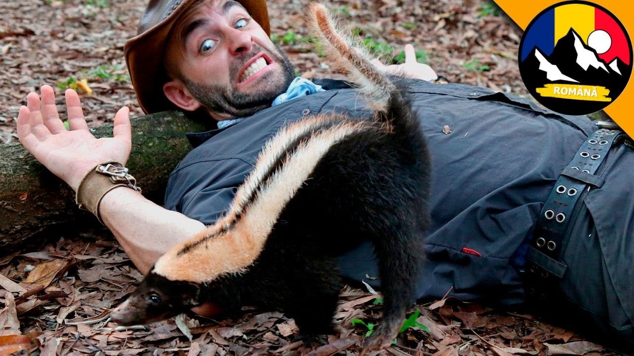 Faceți cunoștință cu SKUNKUL 🦨 Întâlnire incredibilă în junglă | Locuitori misterioși ai junglei