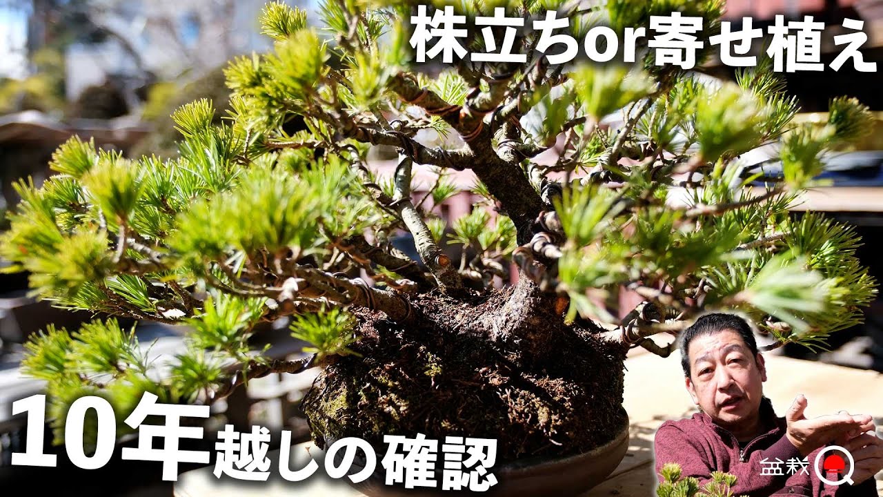 【株立ちor寄せ植え】10年植え替えしてない五葉松を掘り起こそう【盆栽Q】