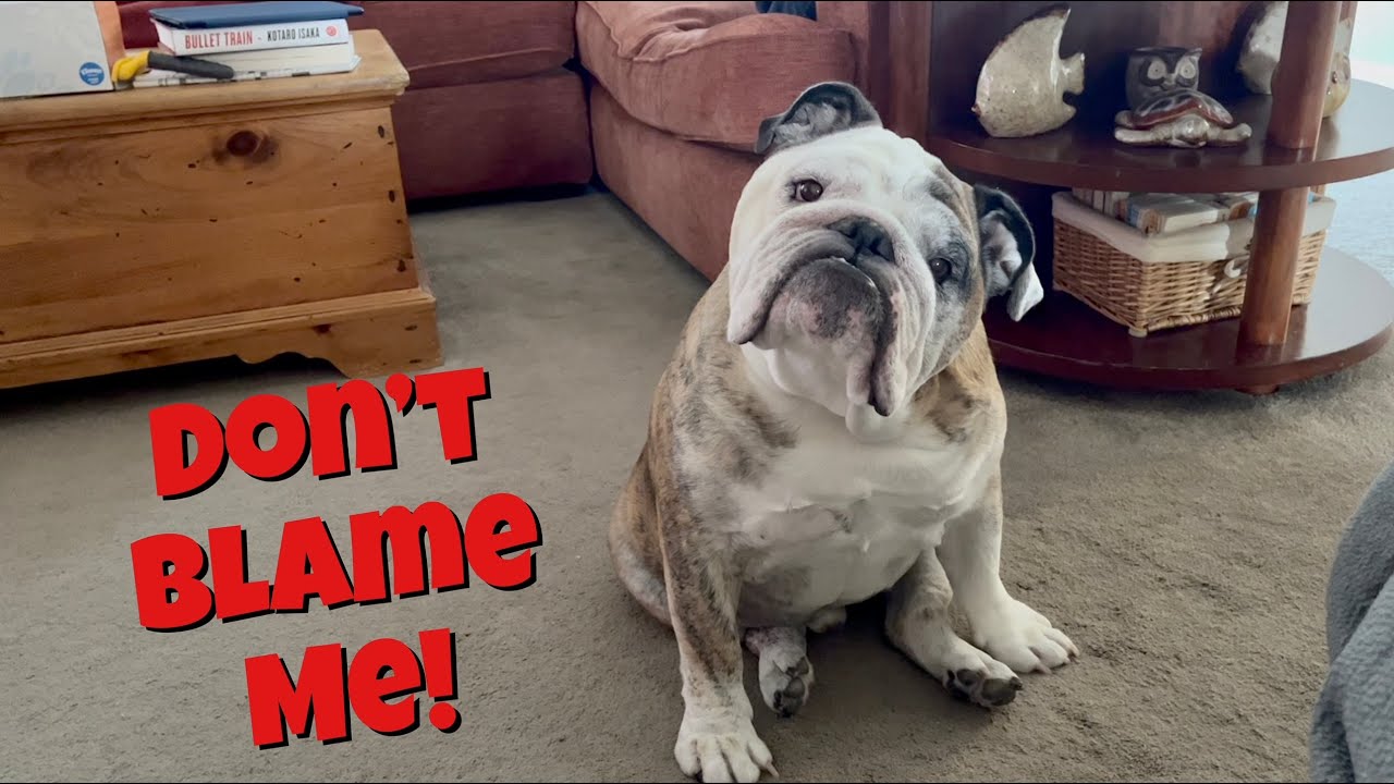 Reuben the Bulldog: So You Wanted a Bulldog...
