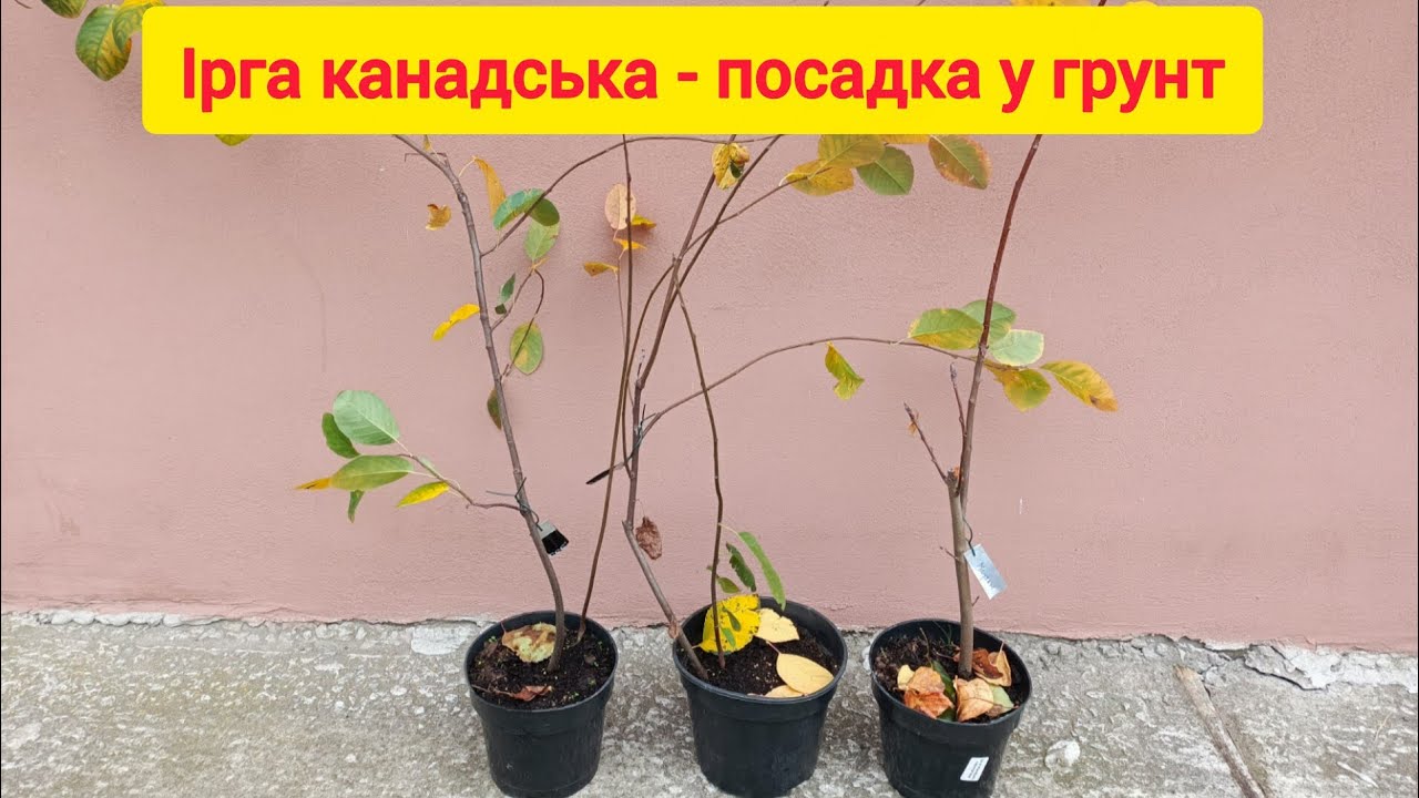Ірга канадська - посадка в грунт. Як це роблю я. Тіссен (Thiessen), Слейт (Sleyt), Мандам (Mandam)