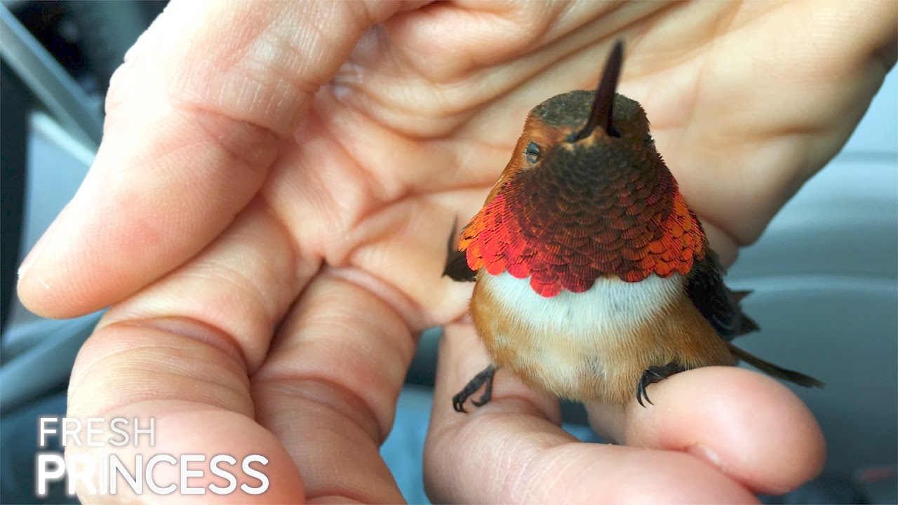Hummingbird Love  |  Fresh P
