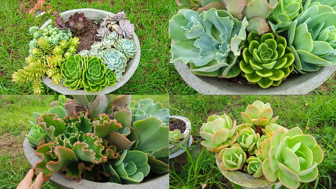Baciadas de SUCULENTAS simples cultivadas ao tempo, tomando muita chuva.