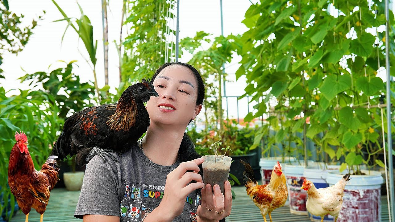 Rooftop Garden with Chickens | Fresh Vegetables & Eggs from Home