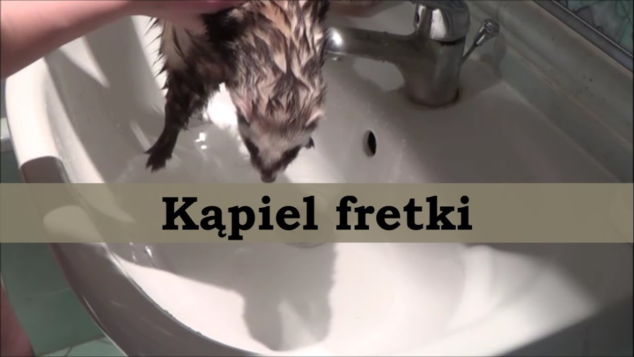 Kąpiel fretek