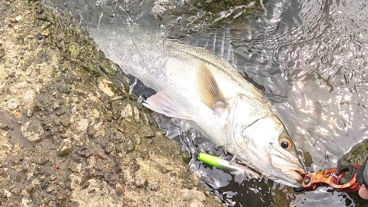 米代川のシーバスの釣り方　増水後のリバーシーバス　この時期はトップウォーターでしょ 「スプラッシュサウンダー」713
