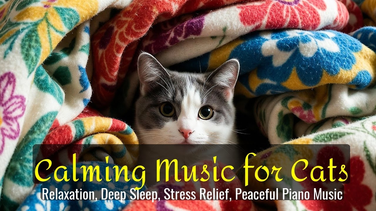 LIVE Calm Cat Nap That Feels So Comforting 😌 | Season 47