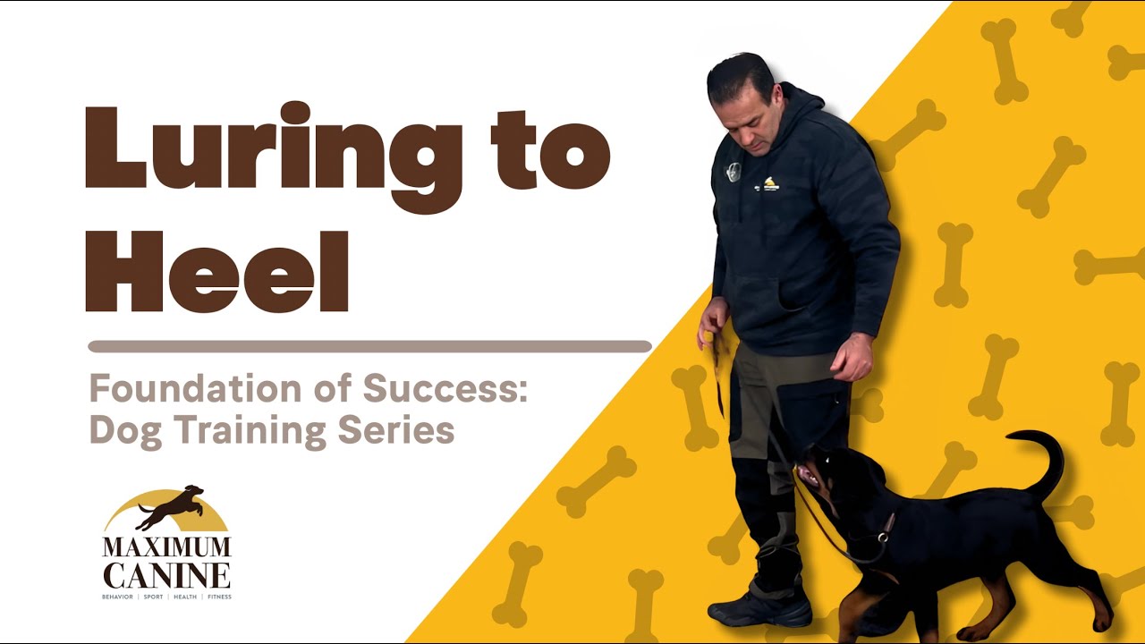 How to Lure Your Dog Into A Heel