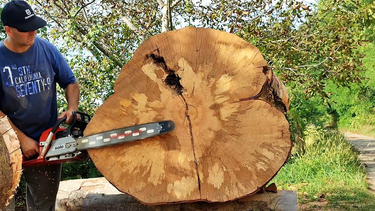 Little saw, big wood - Solo 656 test in huge beech