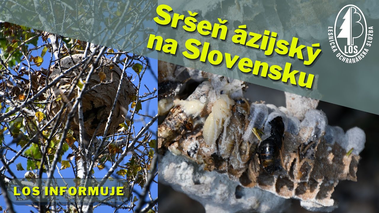 Sršeň ázijský je už na Slovensku