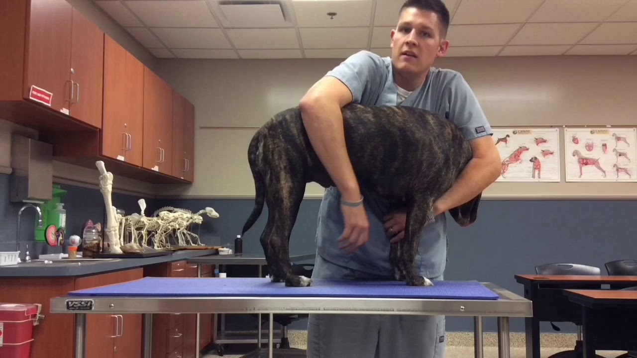 VTI - FW Lateral Recumbency & Saphenous Venipuncture - Canine