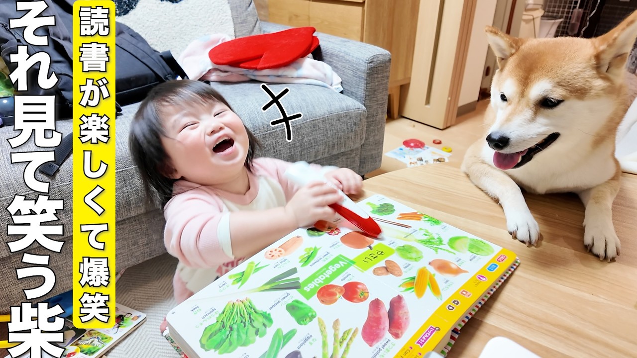 大好きな読書中に柴犬に妨害されて怒る2歳児が可愛すぎました笑