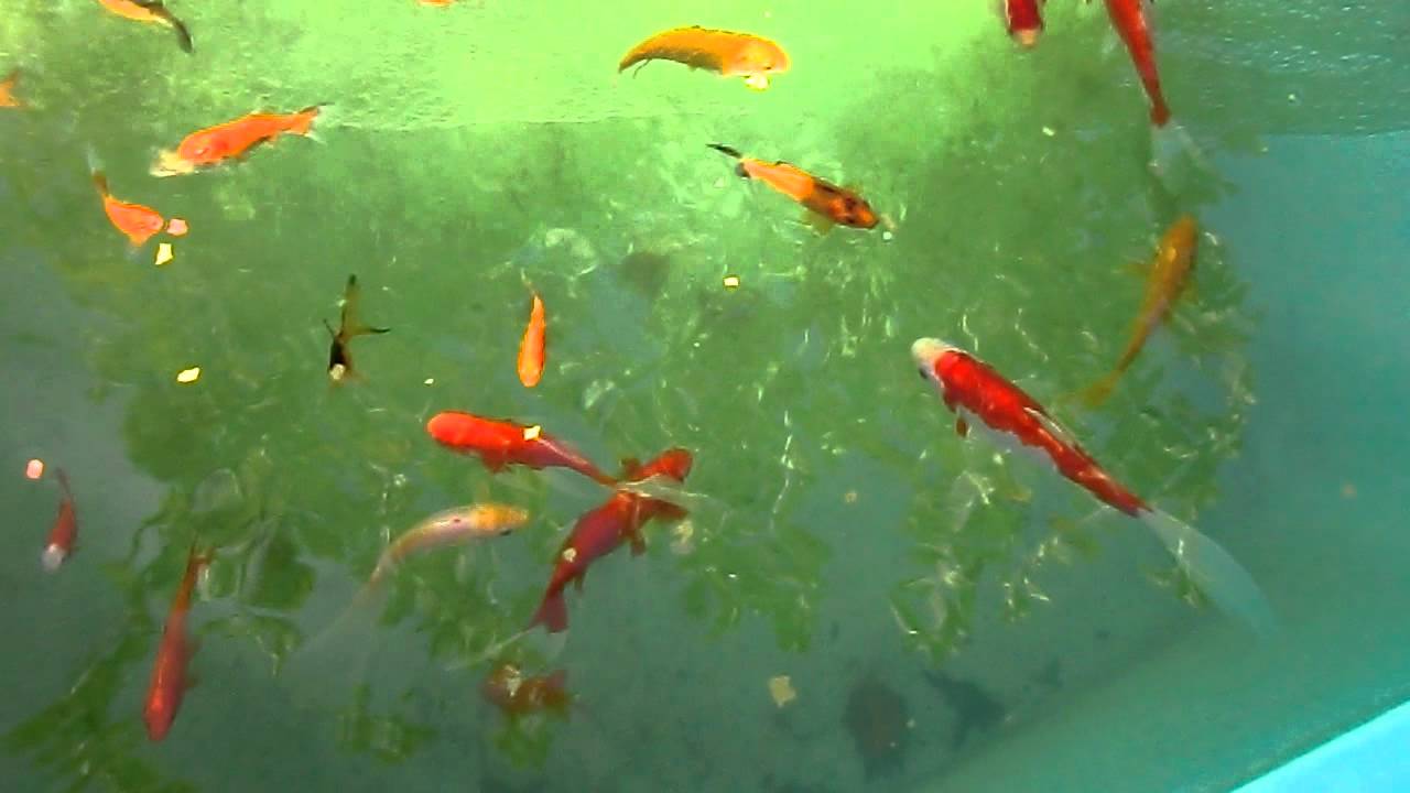 Carassius auratus Var.Cometa, Carpas amur, Lochas dojo ( ESTANQUE)