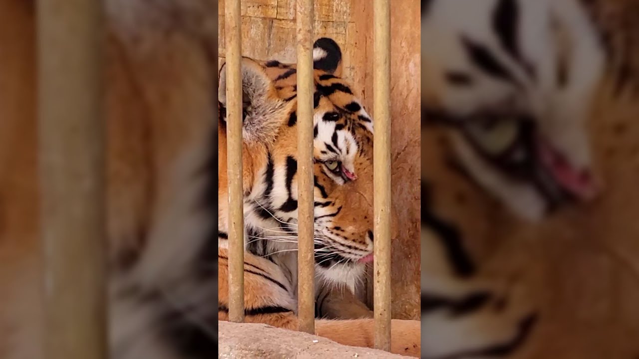 The Jordan Zoo  Amman - Jordan │ حديقة الأردن للحيوانات عمان - الأردن