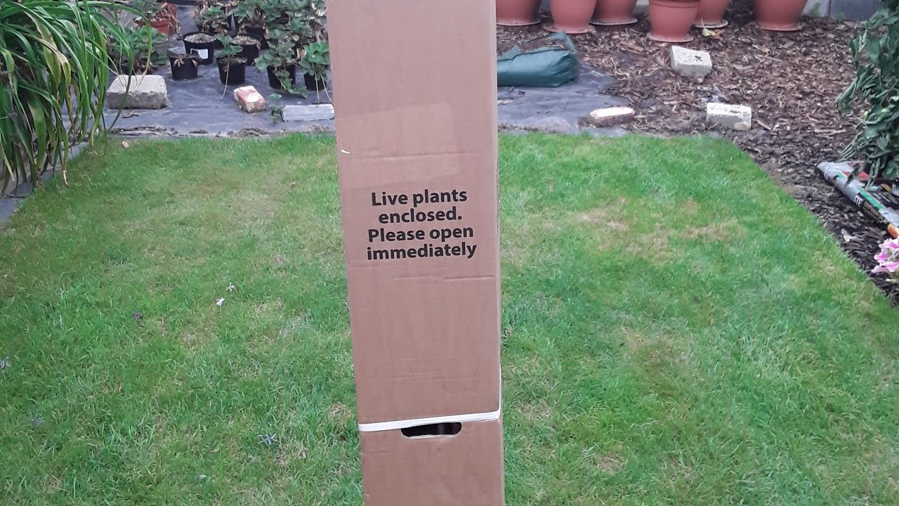 New fruit tree unboxing, arrived much sooner than I had expected. Black mulberry variety Repsime