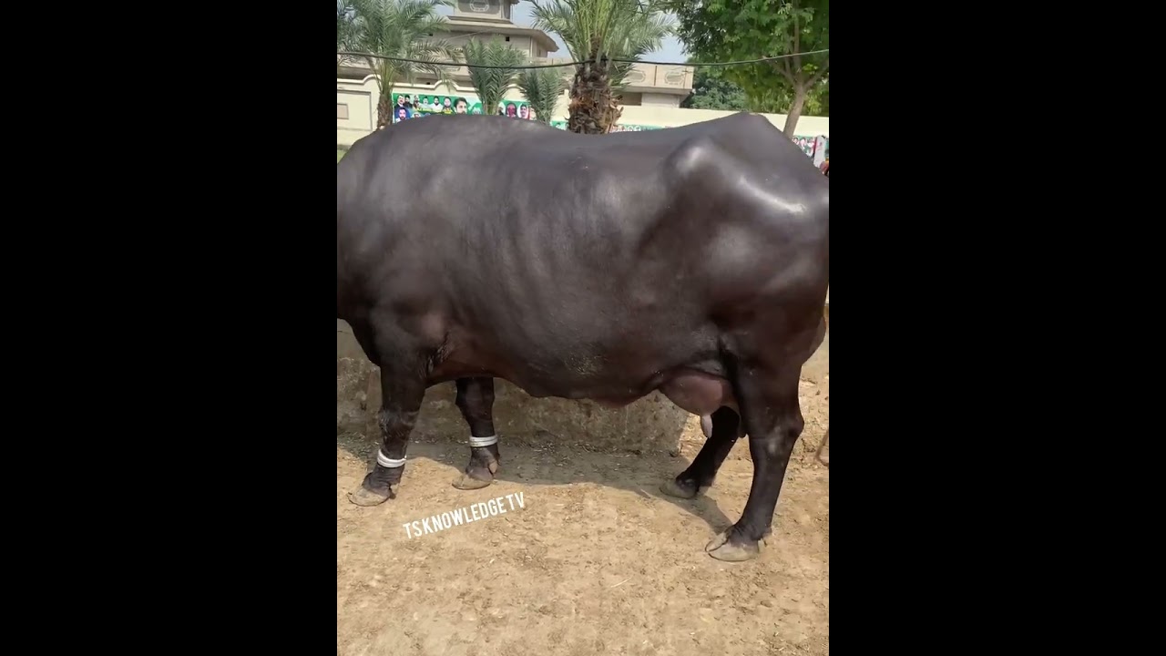World Best Nili Ravi Buffalo
