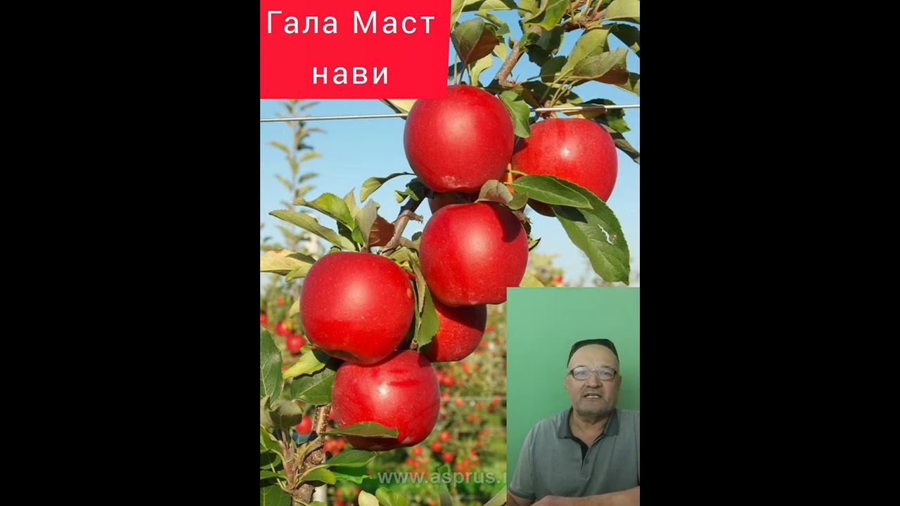 Олманинг Гала Маст нави.
