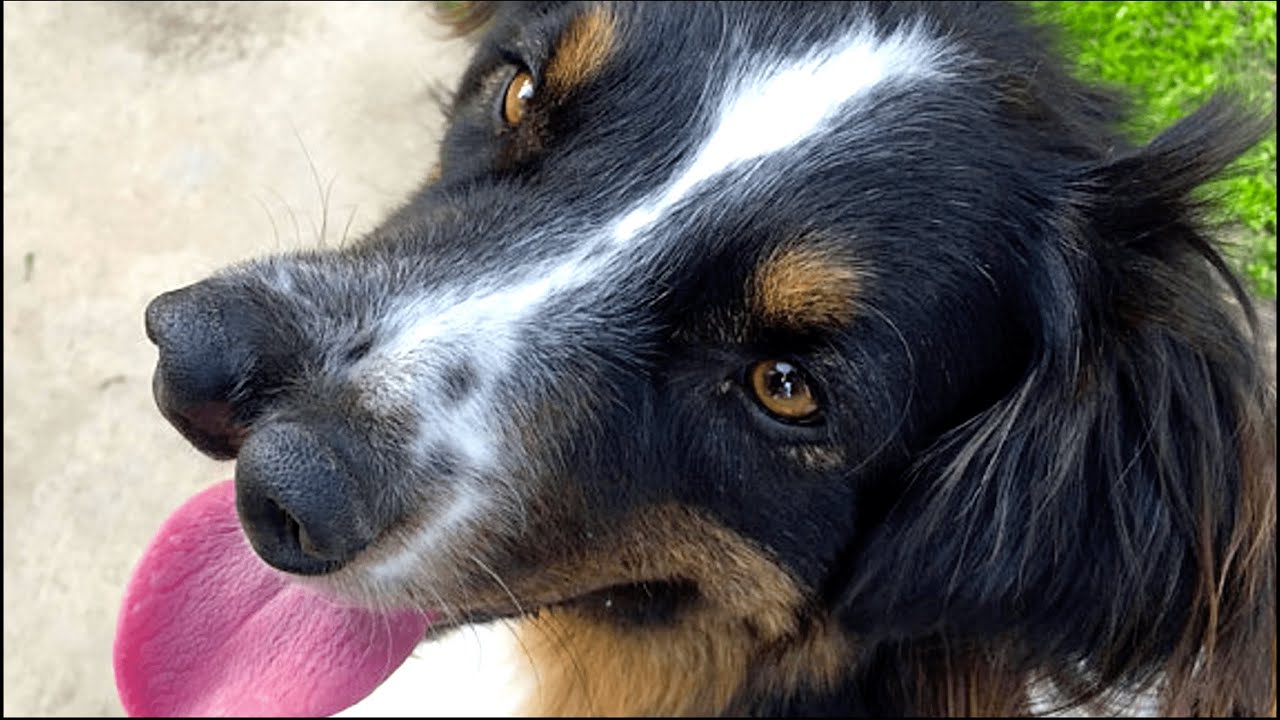 10 Shocking Real Animal Mutations