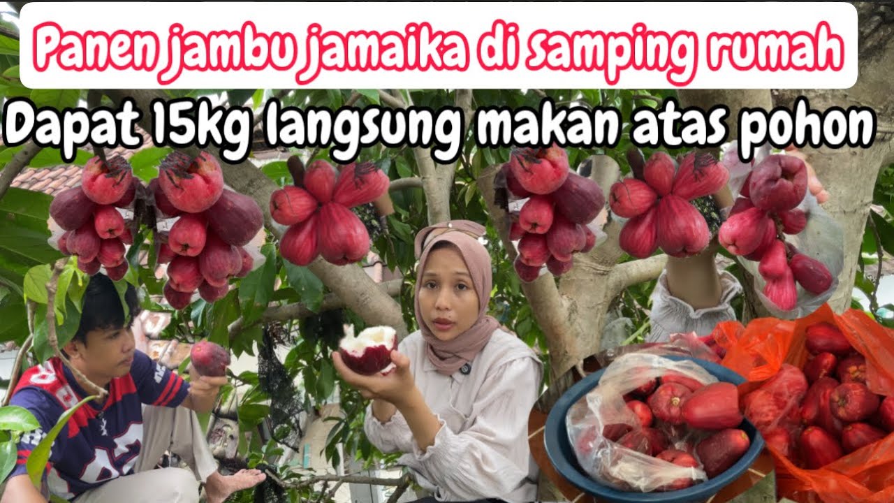 PANEN JAMBU JAMAIKA GK NYANGKA DAPAT 15KG DAN LANGSUNG MAKAN ATAS POHON