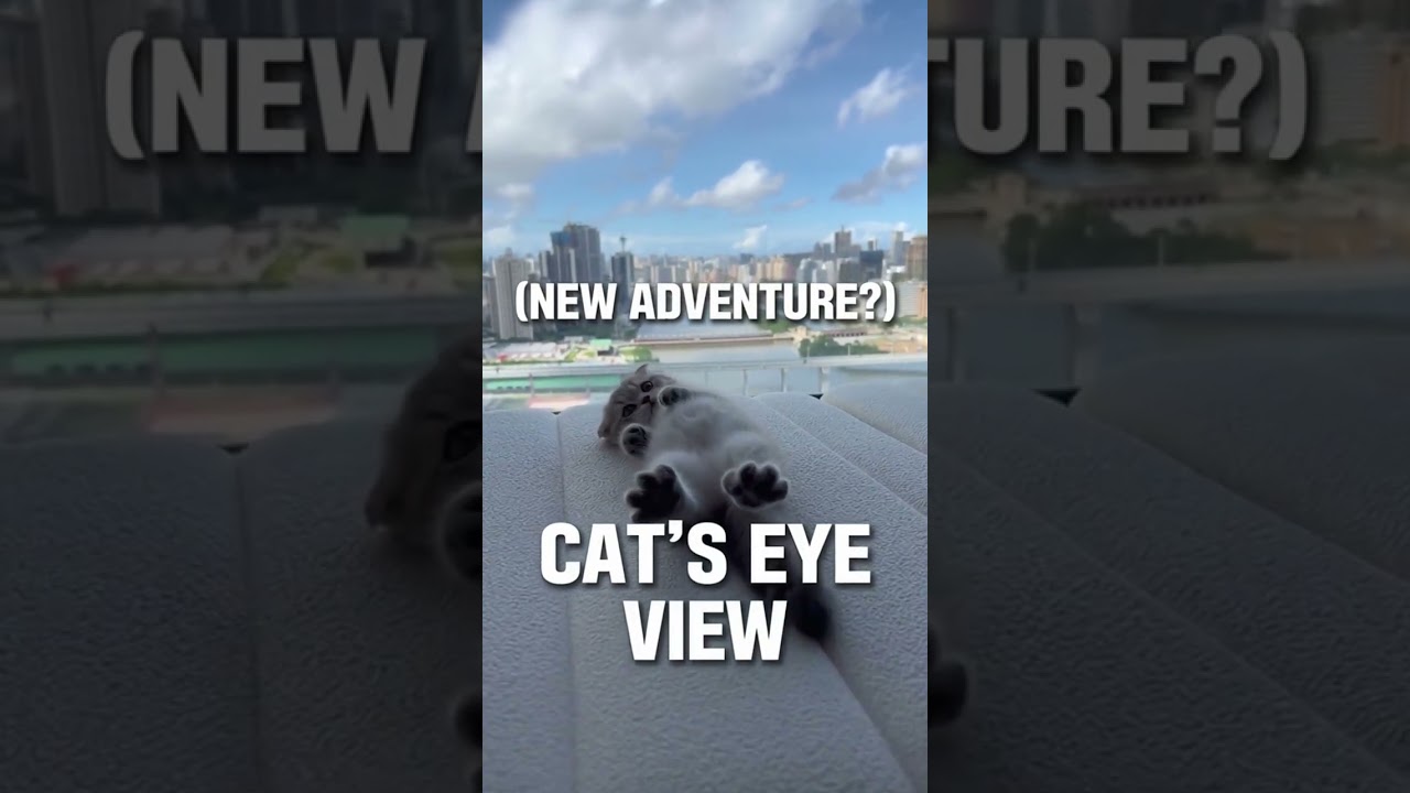 A Surprise Arrival The Incredible Story of a Mother Cat Bringing Home a Kitten