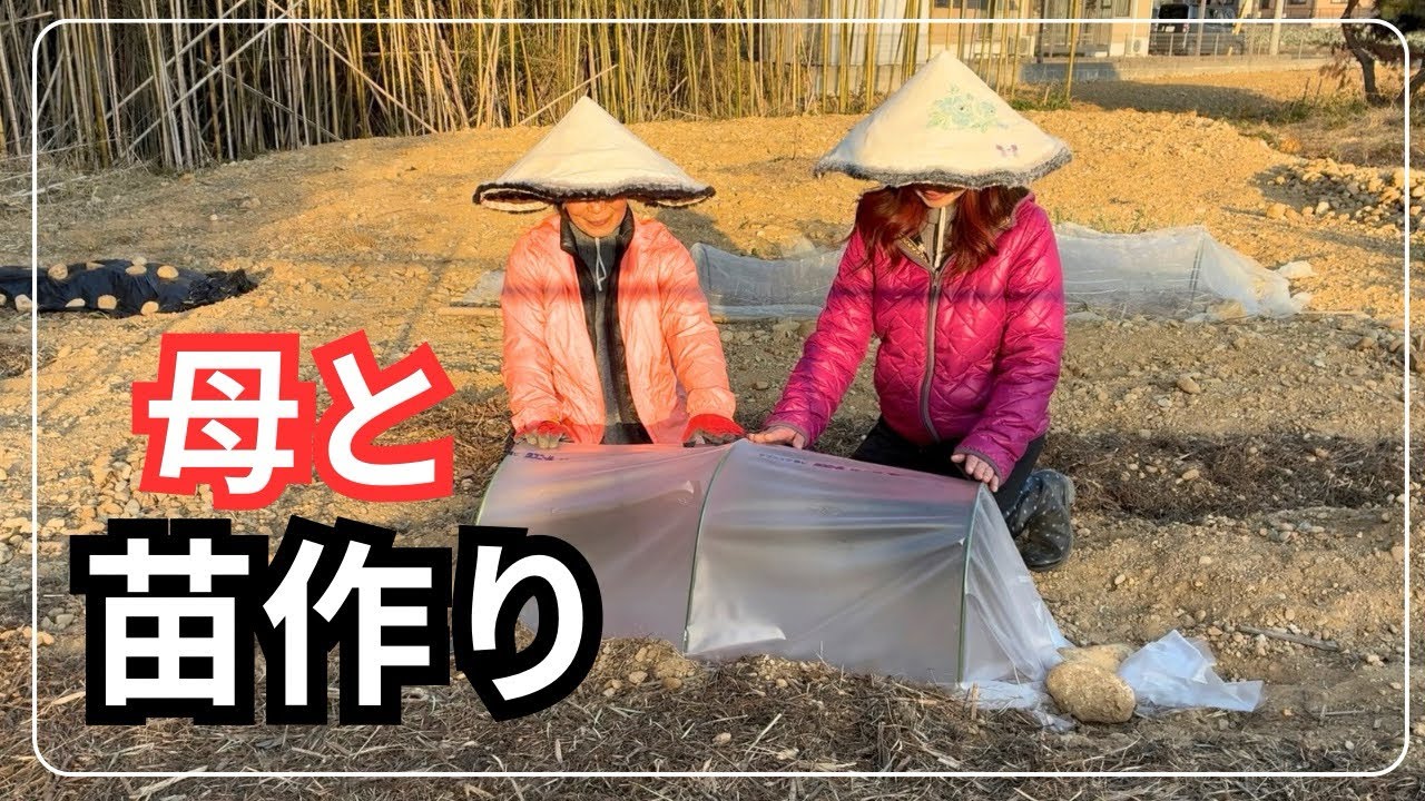 去年のさつまいもで苗が作れるの？母に教わる苗づくりと畑の野菜で晩ごはん！夫の竹細工と娘のダンスも。