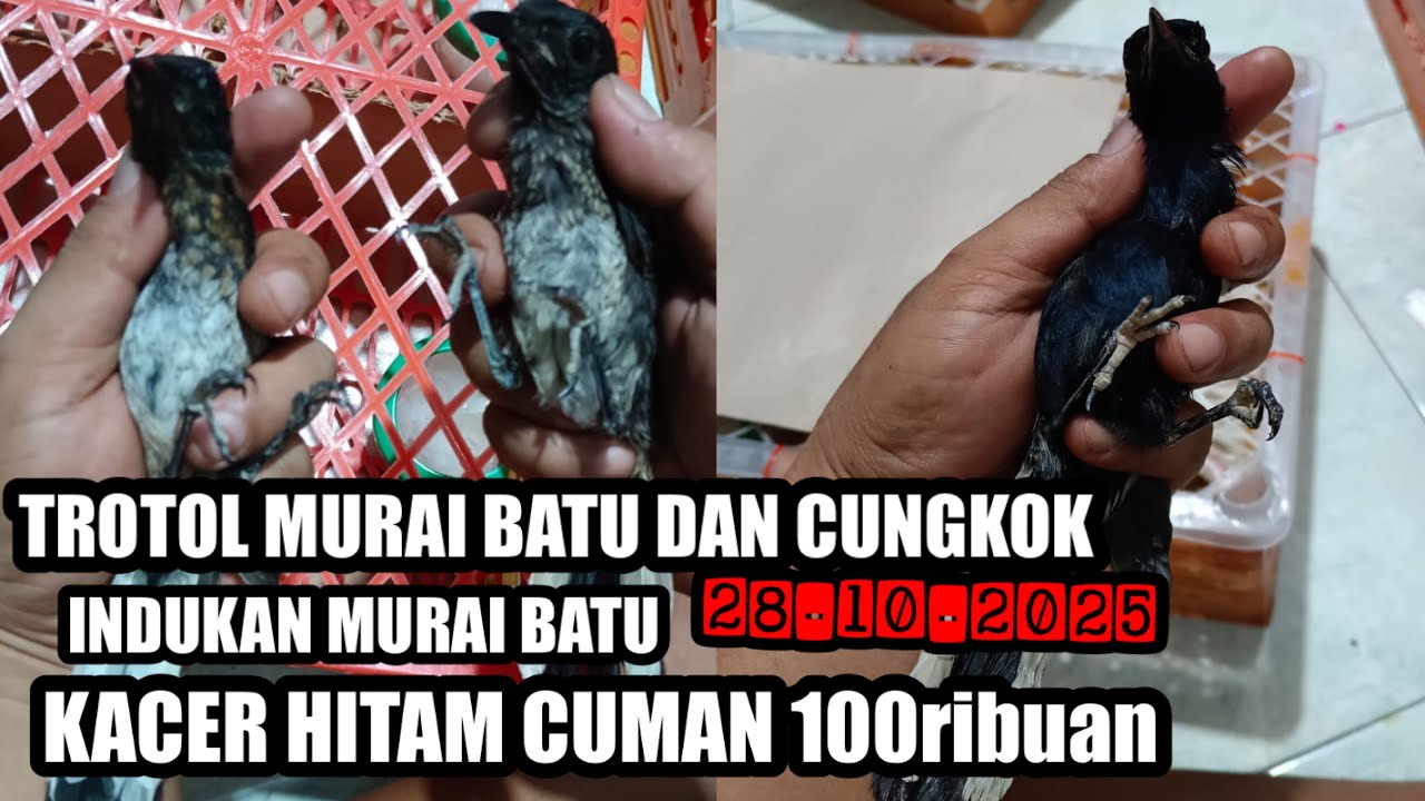 OBRAL KACER DADA HITAM CUMAN 100ribuan AJA