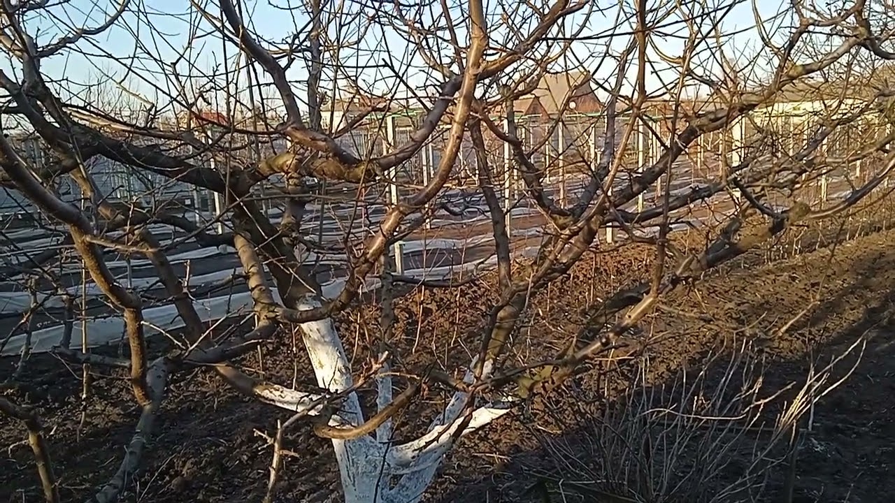 Алича Комета кубанська. До обрізки і після.