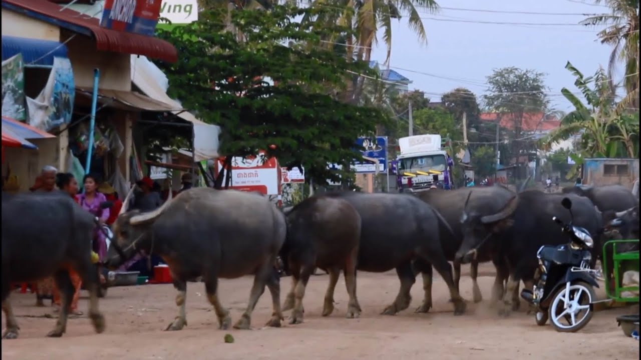 Amazing Buffalo herd walk through a small market in the village