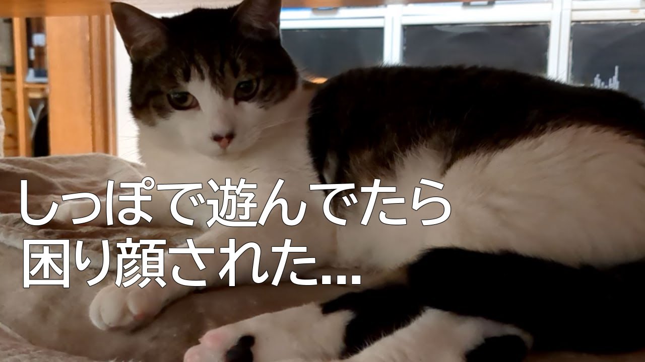 保護猫お迎え4ヶ月目で念願のしっぽ遊び→困り顔された💦