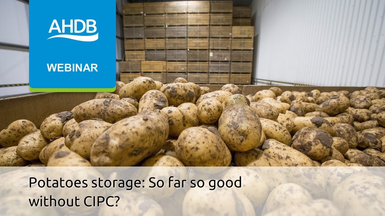 Potatoes storage: So far so good without CIPC?