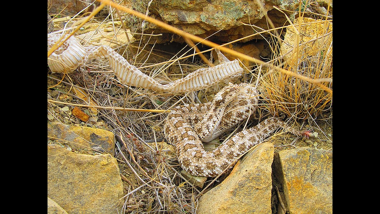 Pseudocerastes urarachnoides . Spider-tailed Horned Viper .  افعی دم عنکبوتی
