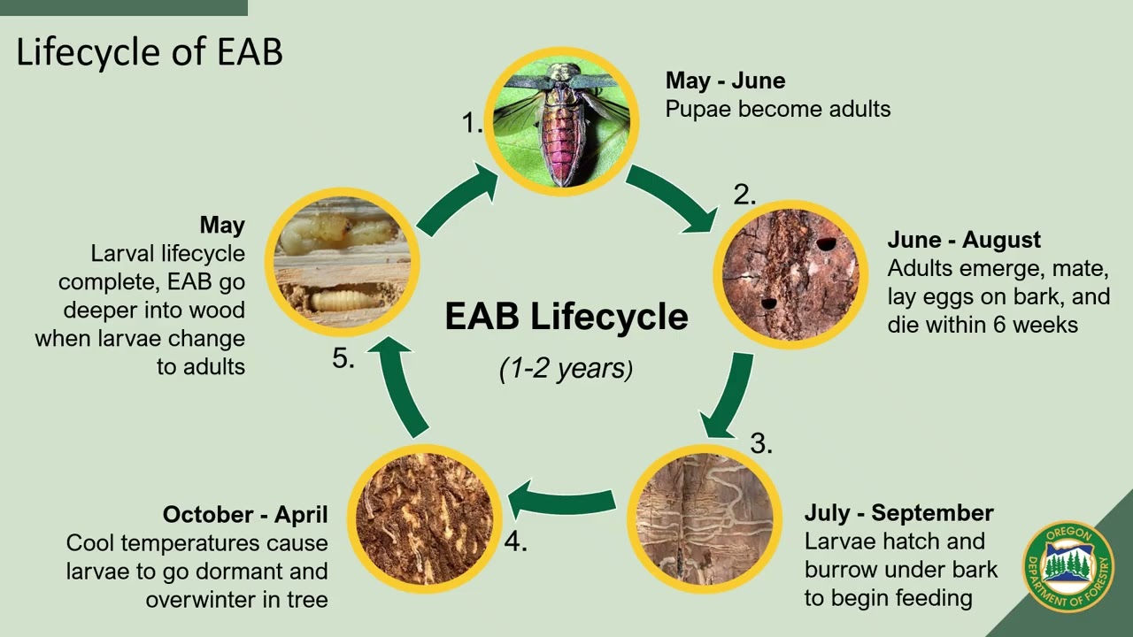 EAB 101: What is emerald ash borer & Where is it Found?
